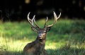 Ce cerf a l'air paisible. Pourtant, ses bois me sont passés à quelques centimètres de la poitrine, et ce n'était pas le fait du hasard. Mammifère, cerf, brame, forêt,  
 